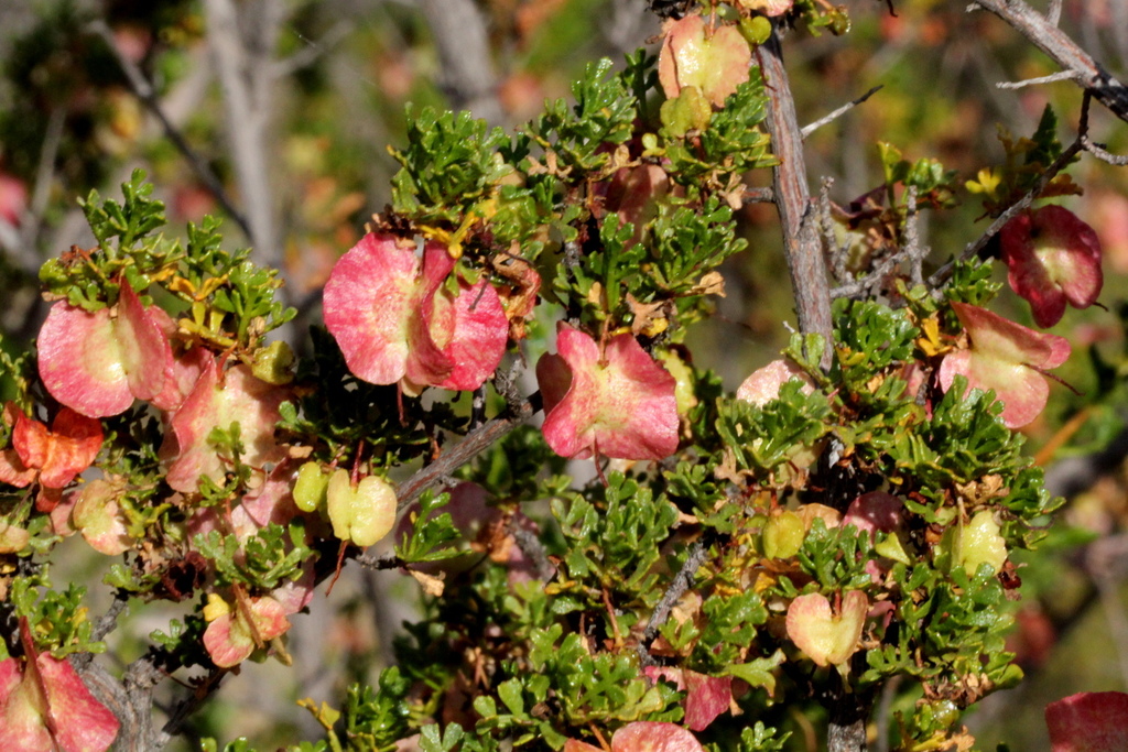 brilliant hop-bush