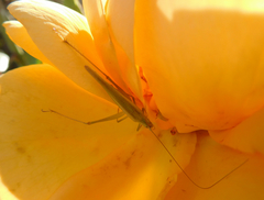 Oecanthus argentinus