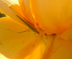 Oecanthus argentinus