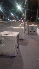 Chroicocephalus novaehollandiae novaehollandiae