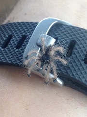 Avicularia
