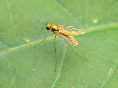 Sciapus