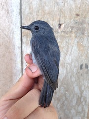 Thamnomanes ardesiacus