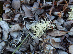 Evernia perfragilis