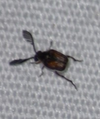 Megacerus discoidus