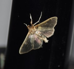 Apilocrocis brumalis