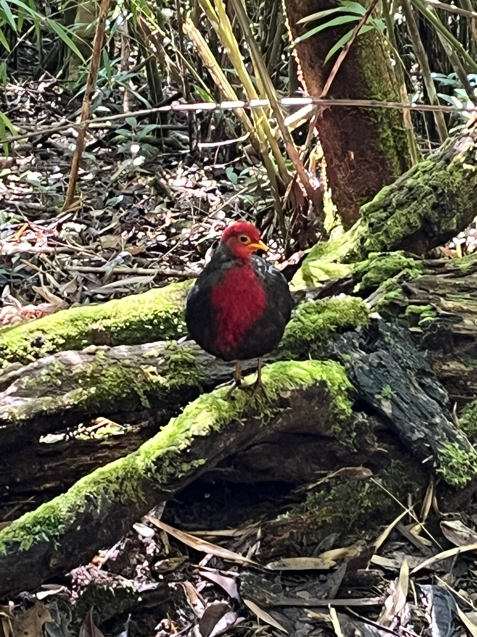 Crimson-headed Partridge (Haematortyx sanguiniceps), photo 7