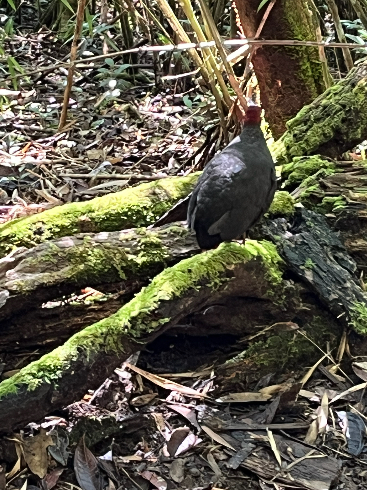 Crimson-headed Partridge (Haematortyx sanguiniceps), photo 9