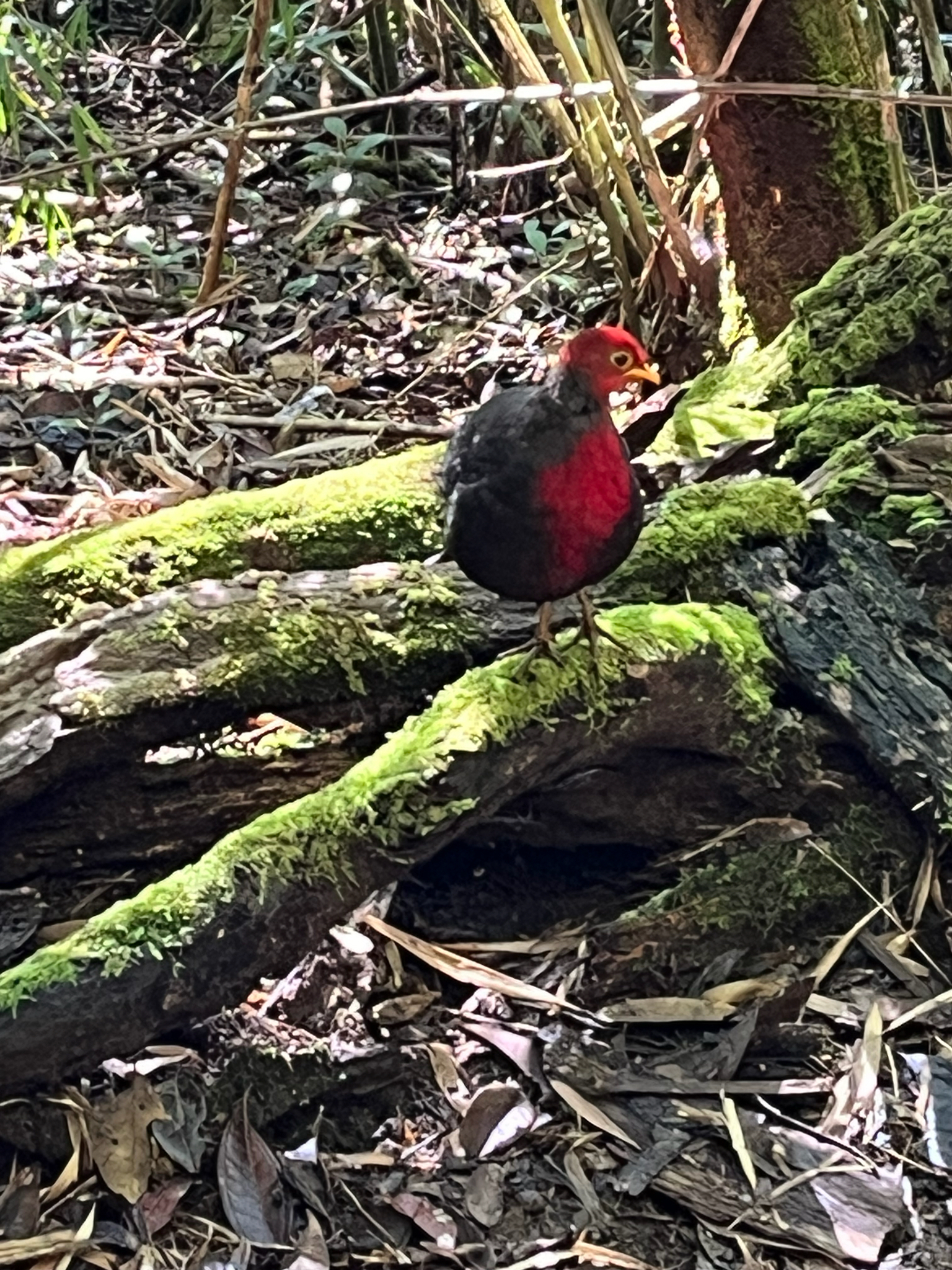 Crimson-headed Partridge (Haematortyx sanguiniceps), photo 6