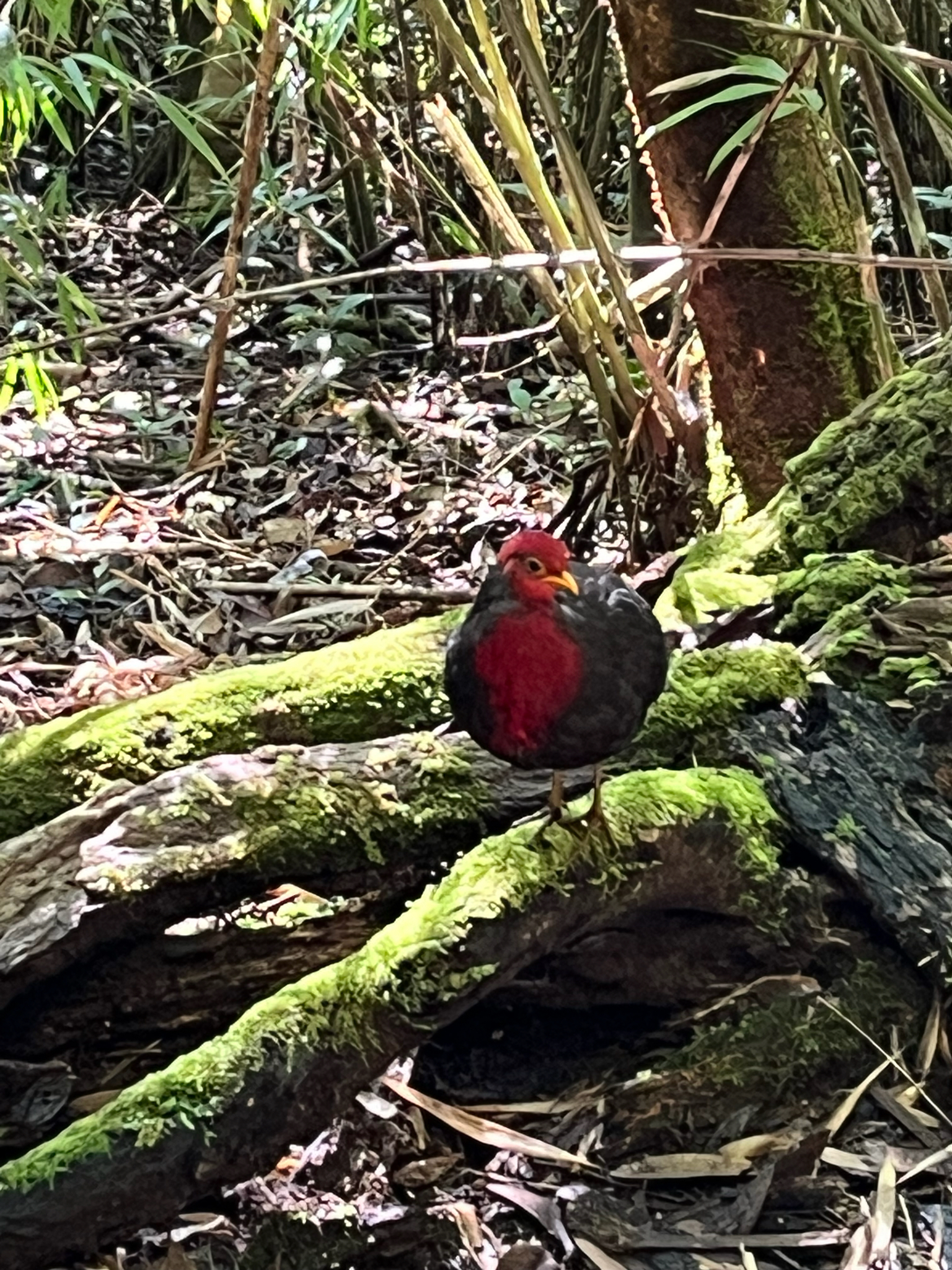 Crimson-headed Partridge (Haematortyx sanguiniceps), photo 8