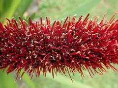 Xeronema callistemon