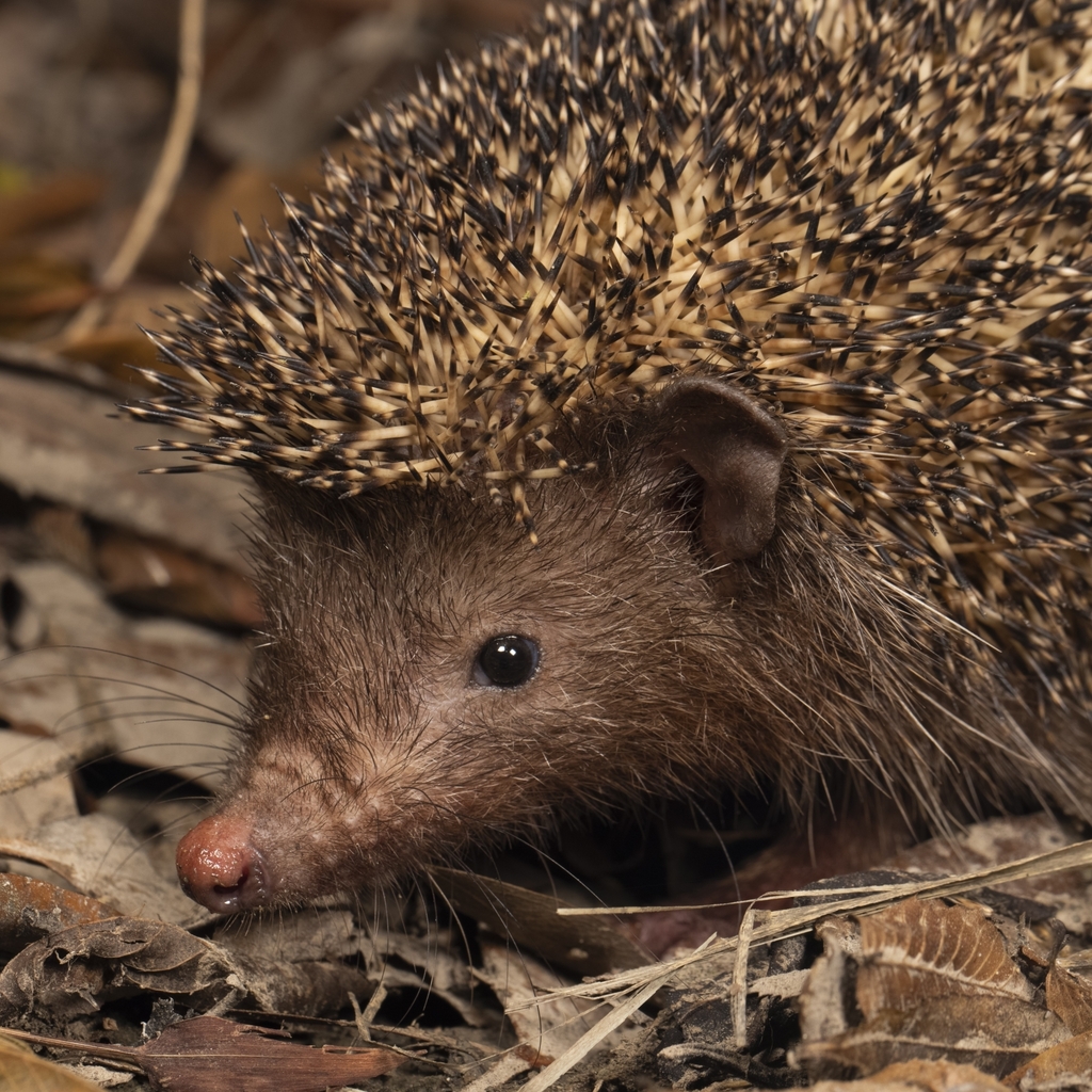 Hugh's Hedgehog