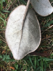 Brachyglottis rotundifolia