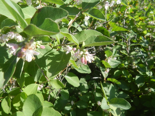 Western Snowberry