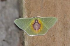 Nemoria astraea