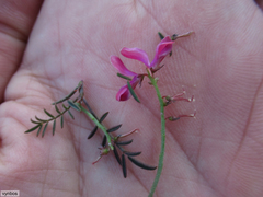 Indigofera humifusa