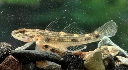 Tank Goby
