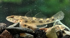 Tank Goby photo 2