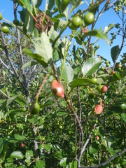 Contarinia virginianiae