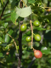 Contarinia virginianiae