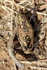 Monistria pustulifera