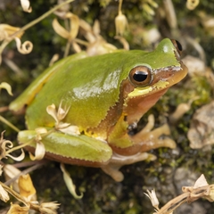 San Chiang Treefrog photo 3