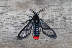 Phoenicoprocta vacillans