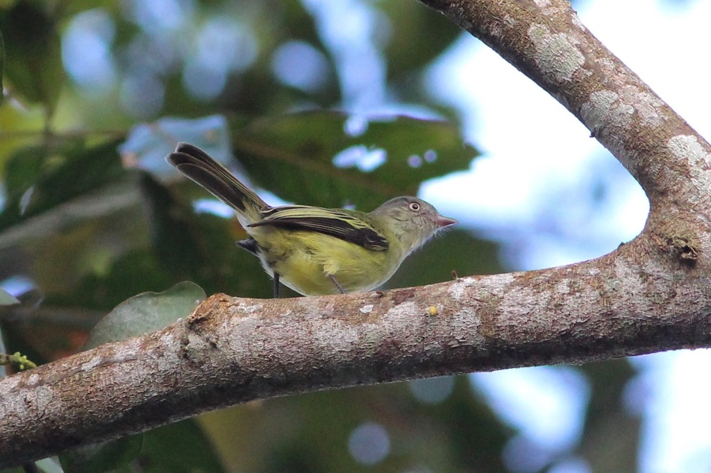 Red-Billed Tyrannulet