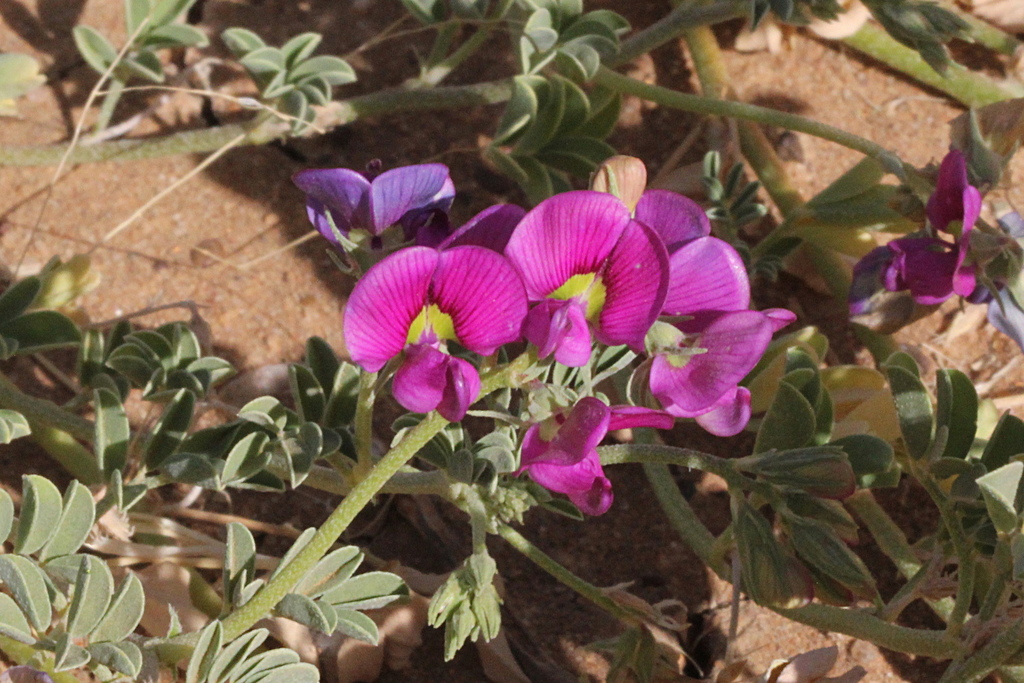 Swainsona burkei