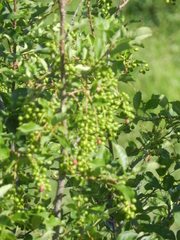 Contarinia virginianiae