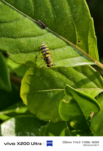 Odontomyia garatas