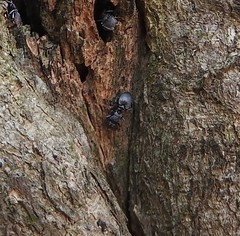 Cephalotes multispinosus