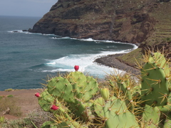 Opuntia stricta