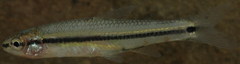 Notropis atrocaudalis