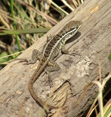 Stenocercus guentheri