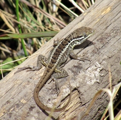 Stenocercus guentheri