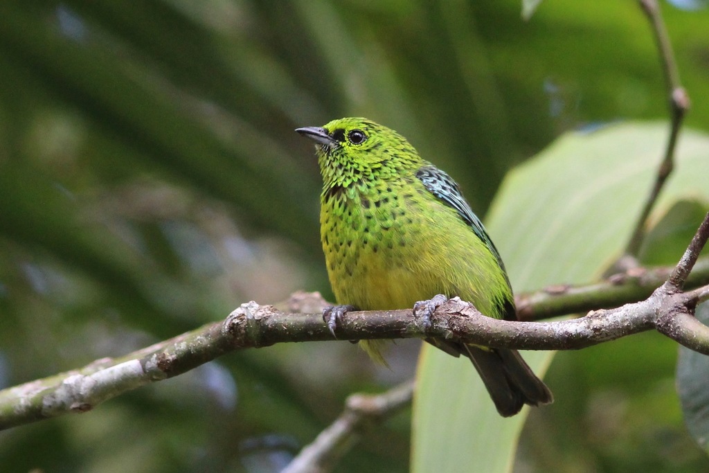 Yellow-bellied Tanager photo