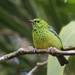 Yellow-bellied Tanager - Photo (c) Oscar Johnson, some rights reserved (CC BY-NC-ND), uploaded by Oscar Johnson