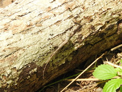 Anolis ustus