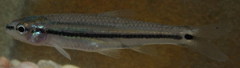Notropis atrocaudalis