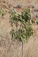 Alectryon oleifolius