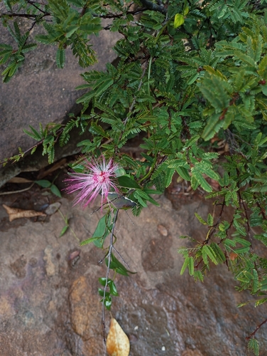 Foto de Caliandra
