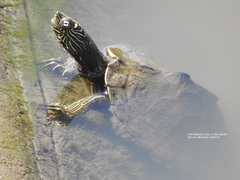Graptemys sabinensis