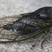 Northern Dog-day Cicada - Photo (c) Kurt Andreas, some rights reserved (CC BY-NC-SA)