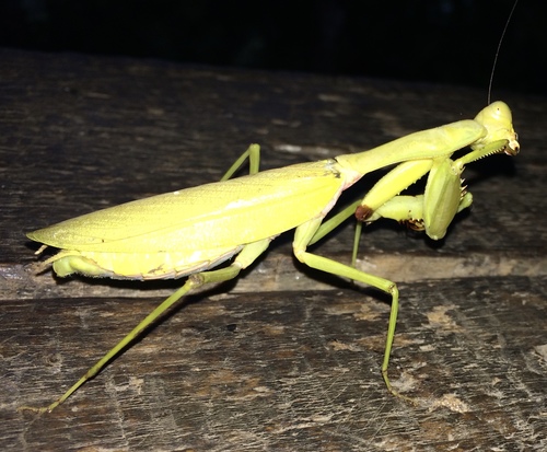 Jade Mantis (Hierodula salomonis) · iNaturalist