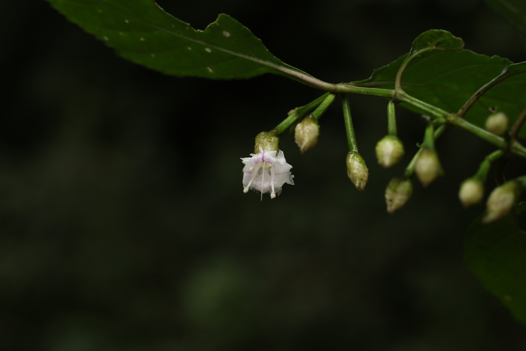 Strobilanthes walkeri