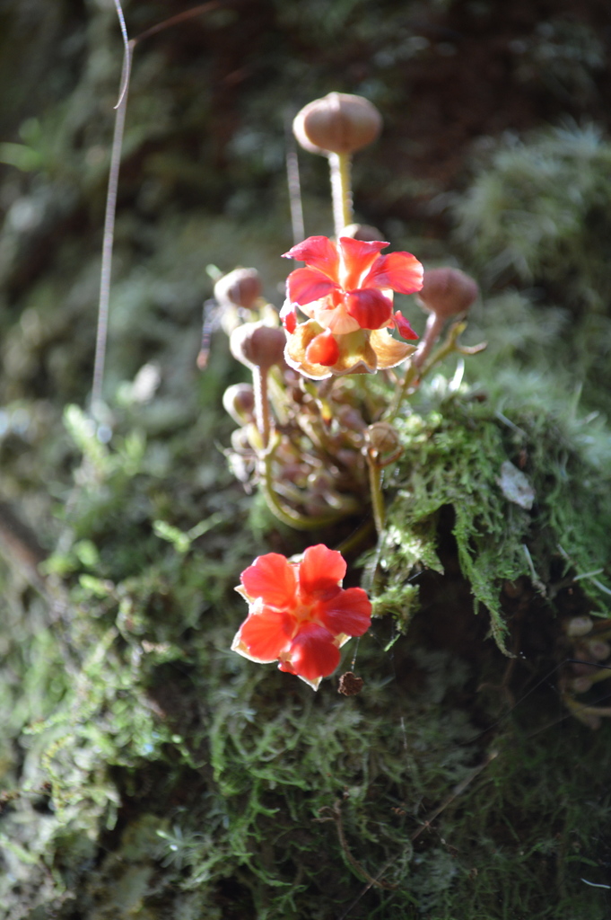 Theobroma simiarum