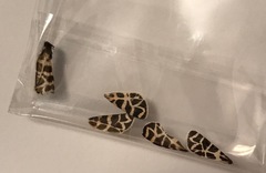 Apantesis nevadensis