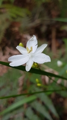 Libertia paniculata