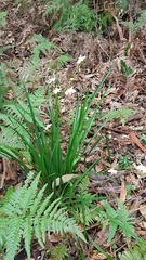 Libertia paniculata